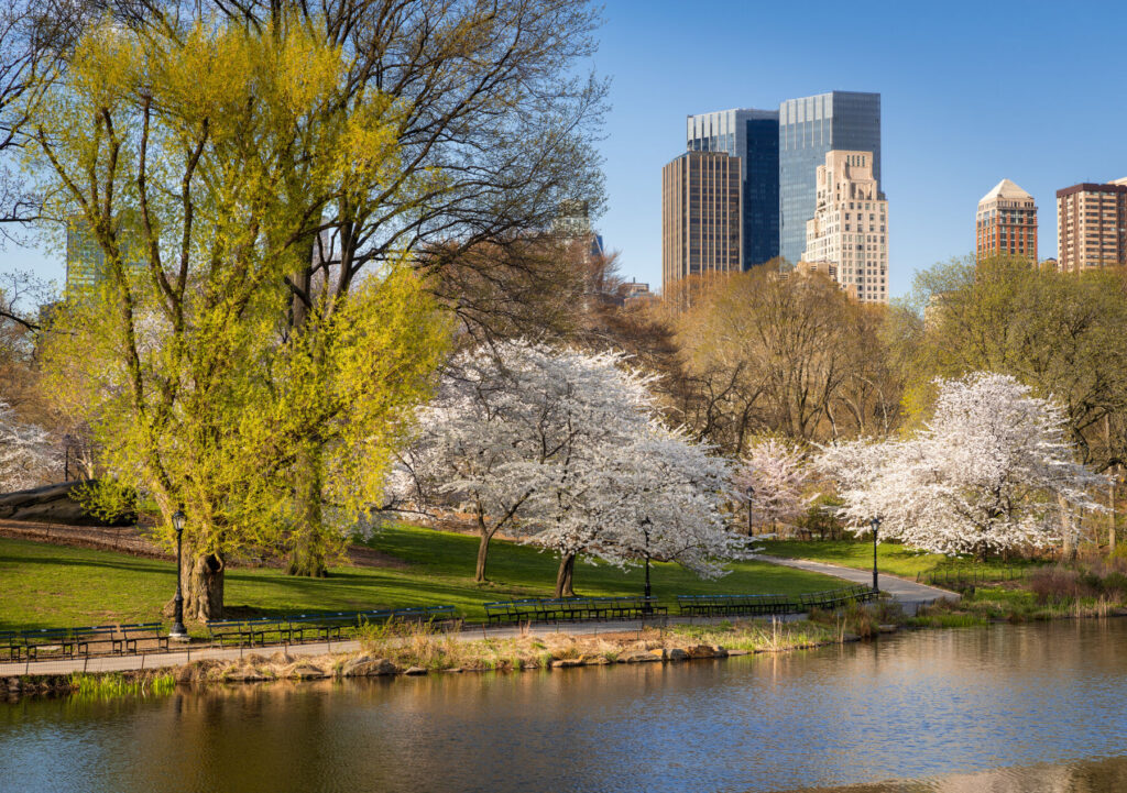 Yoshino Cherry Trees blooming in Central Park New York City. The white flowers are luminous in the early morning light in contrast with Manhattan Upper West Side high rise buildings.