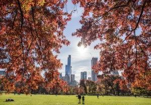 Fall in NYC