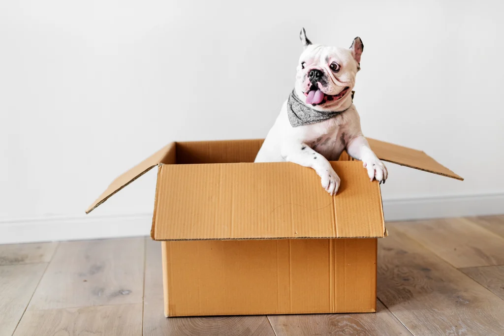 Moving with a Dog: How to Help Dogs Adjust to a New Home