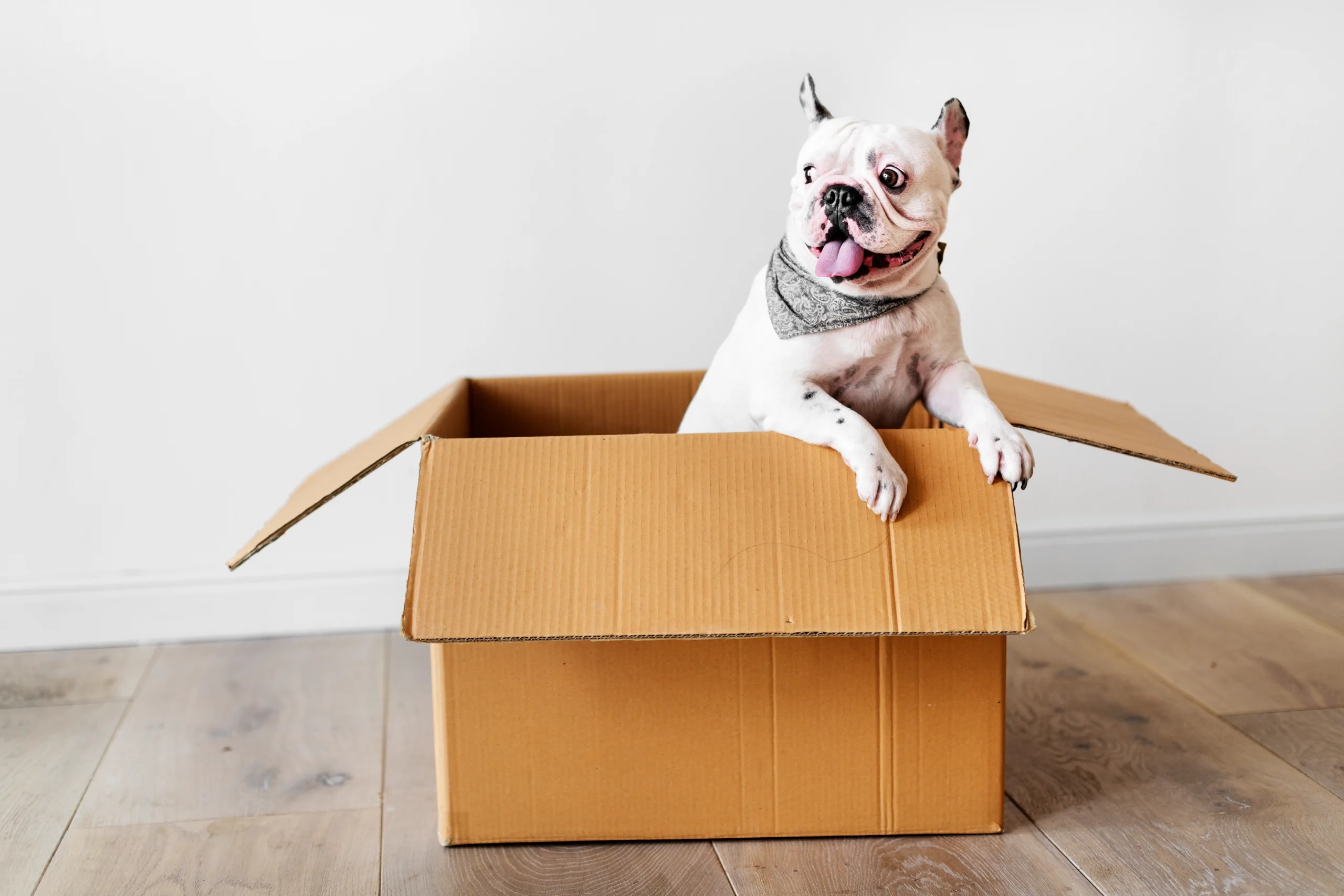 Moving with a Dog: How to Help Dogs Adjust to a New Home