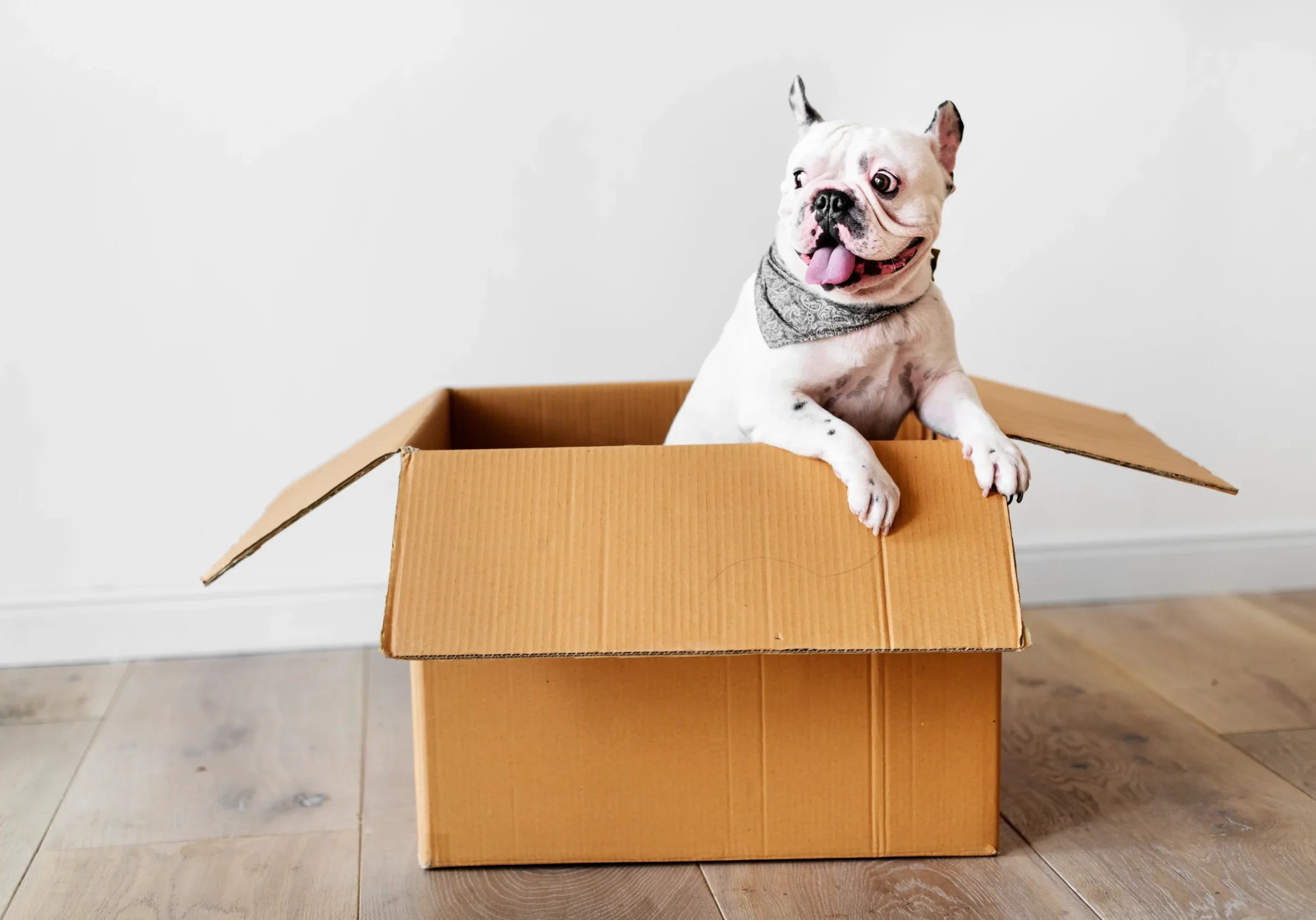 Moving with a Dog: How to Help Dogs Adjust to a New Home