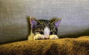 Anxious cat