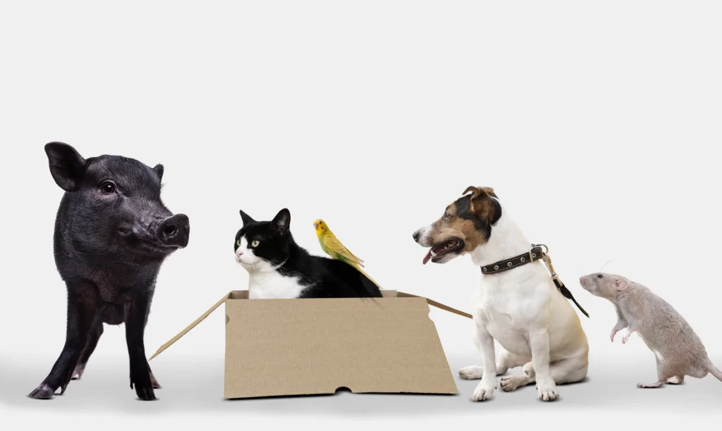 Moving with pets