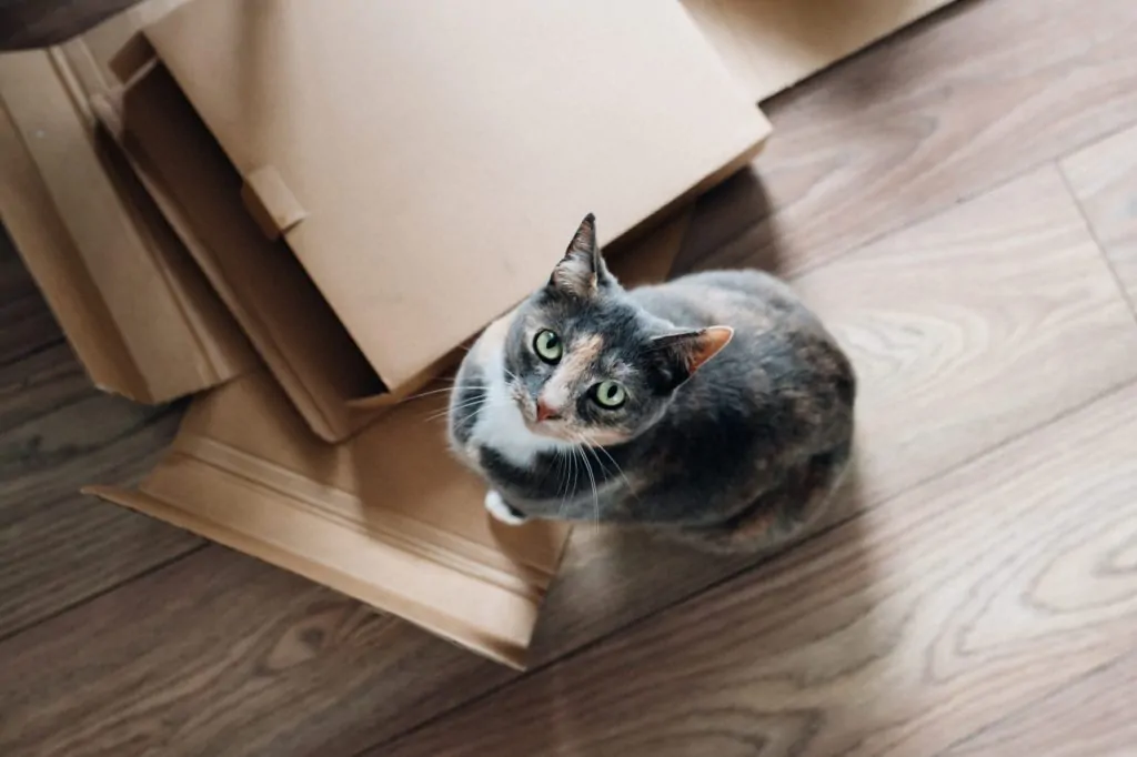 Moving with Cats