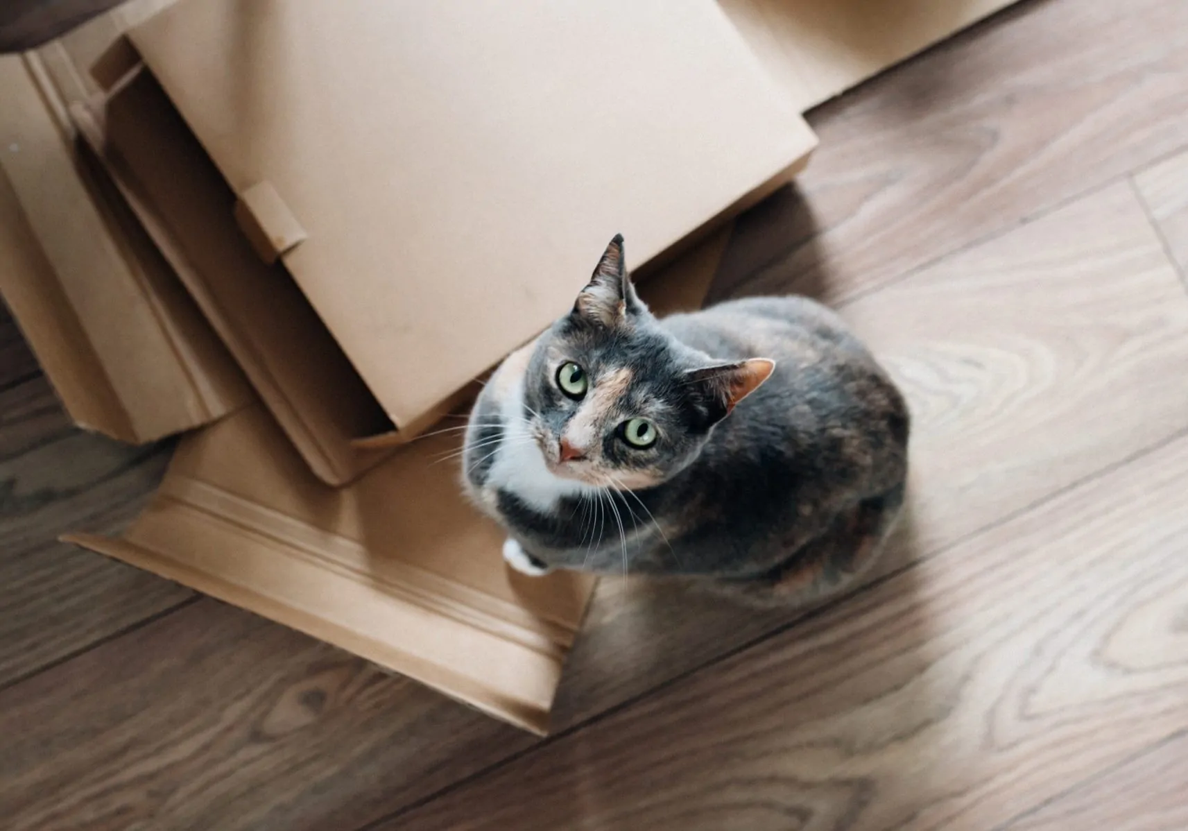 Moving with Cats